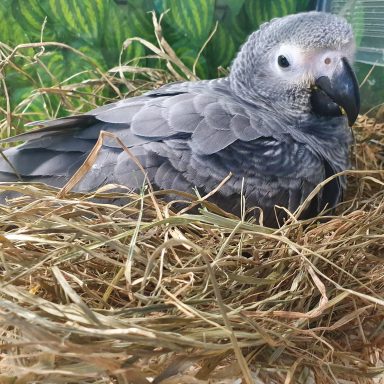 Psittacus erithacus