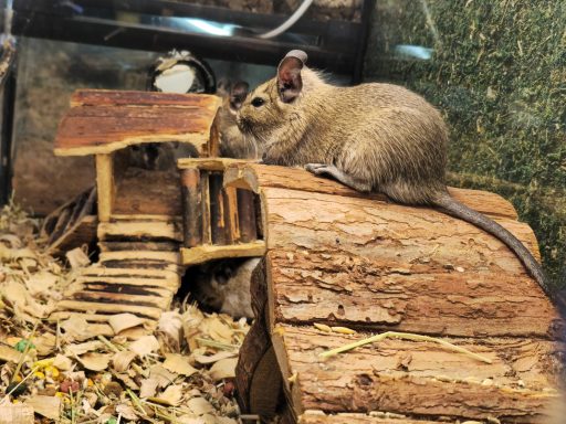 Octodon Degu