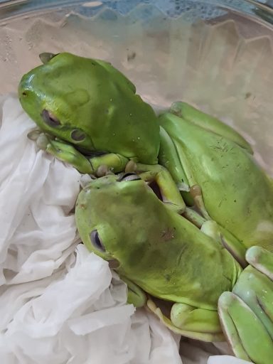 Litoria caerulea