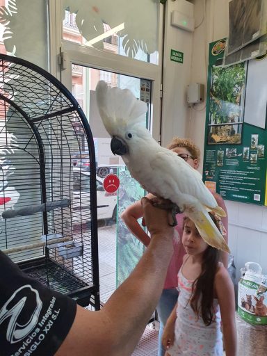 Cacatua Alba