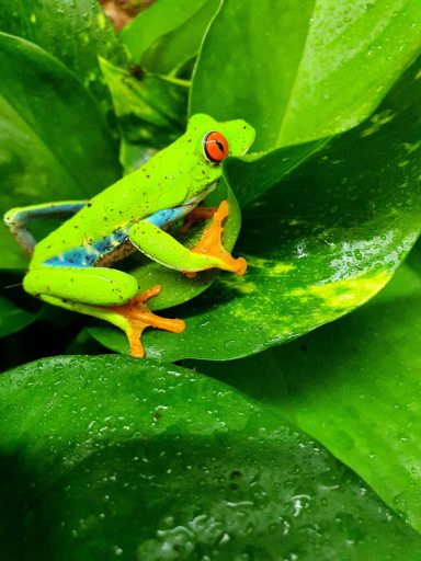 Agalychnis callidryas