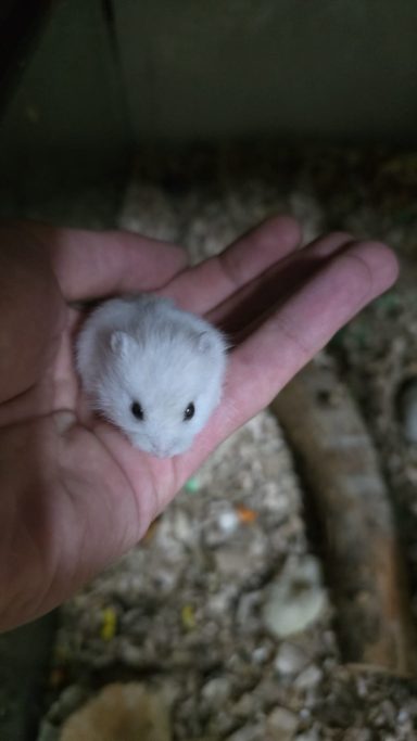 Hamster Rusos