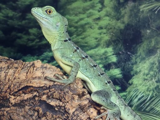 Basiliscus plumifrons