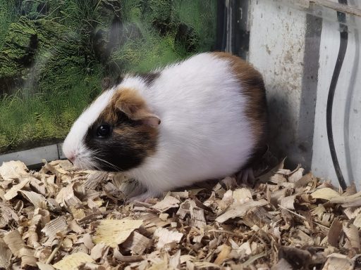 Cavia Porcellus